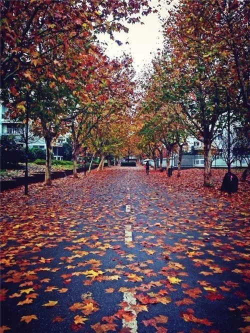 植物百科｜法國梧桐