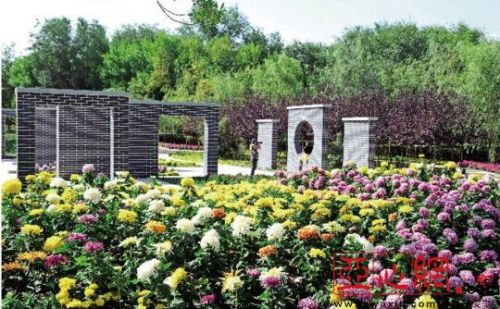 烏魯木齊市植物園20萬盆菊花開了