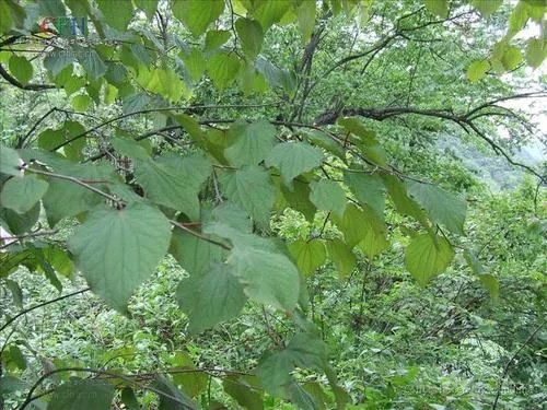 那些生長在云南的植物“活化石”