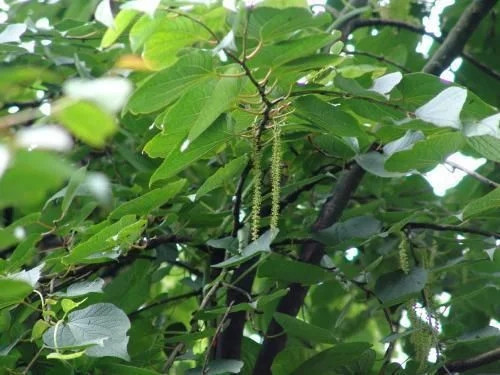 那些生長在云南的植物“活化石”