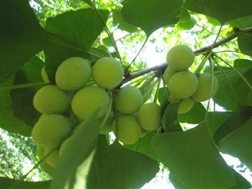 那些生長在云南的植物“活化石”