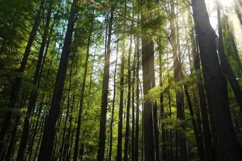 那些生長在云南的植物“活化石”