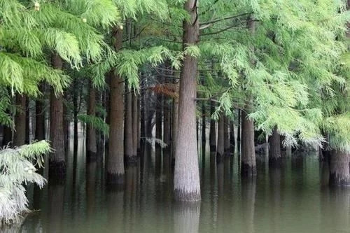 那些生長在云南的植物“活化石”