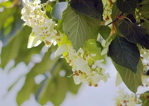 那些生長在云南的植物“活化石”