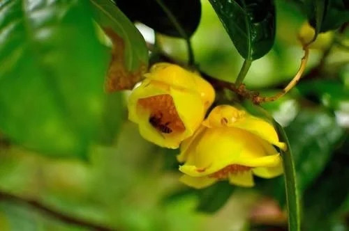 那些生長在云南的植物“活化石”