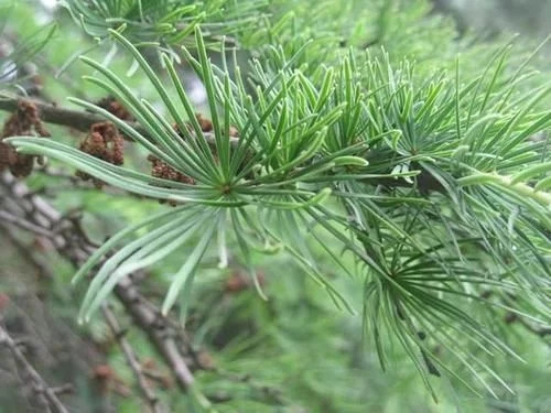 那些生長在云南的植物“活化石”