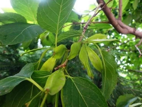 那些生長在云南的植物“活化石”