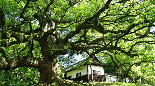 這間幾乎純玻璃制的日式茶室即將環(huán)游世界