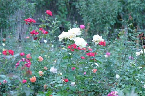 插花是一場審美的修行