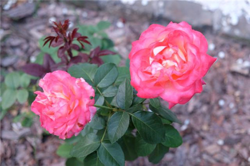 插花是一場審美的修行