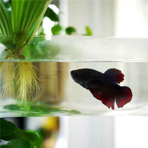 TROP作品:Pok設計的雕塑2