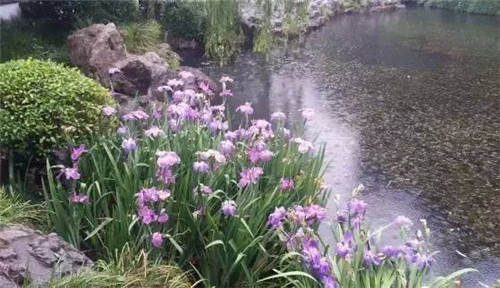 水生植物的種植密度！