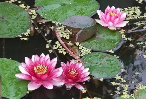 水生植物的種植密度！