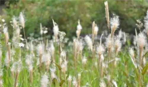 水生植物的種植密度！