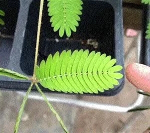 植物有隱藏的記憶？