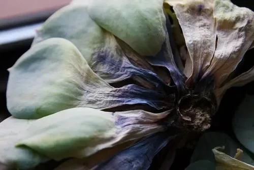 植物有隱藏的記憶？