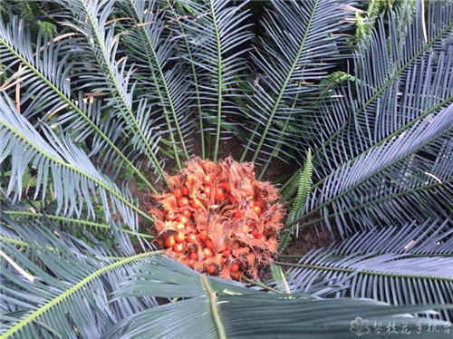 攀枝花公園里這棵蘇鐵開出一朵“霸王花”