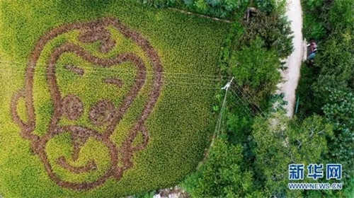 陜西佛坪:鳥瞰生態(tài)水稻公園