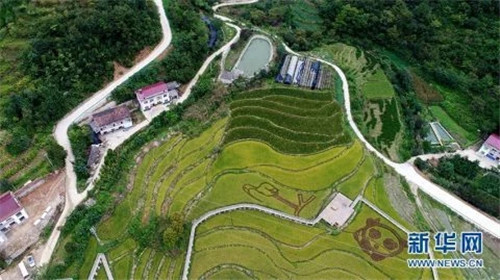 陜西佛坪:鳥瞰生態(tài)水稻公園