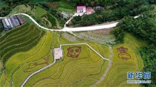 陜西佛坪:鳥瞰生態(tài)水稻公園