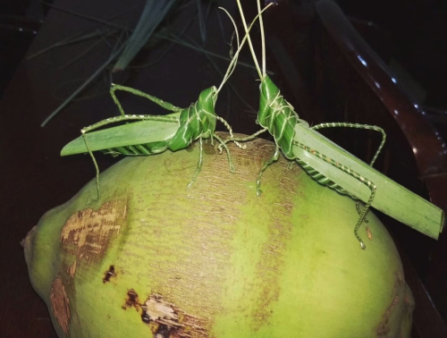 版納植物園將舉辦2017年棕櫚主題科普活動(dòng)