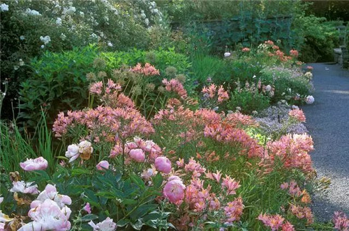 花境：打造天然植物之美