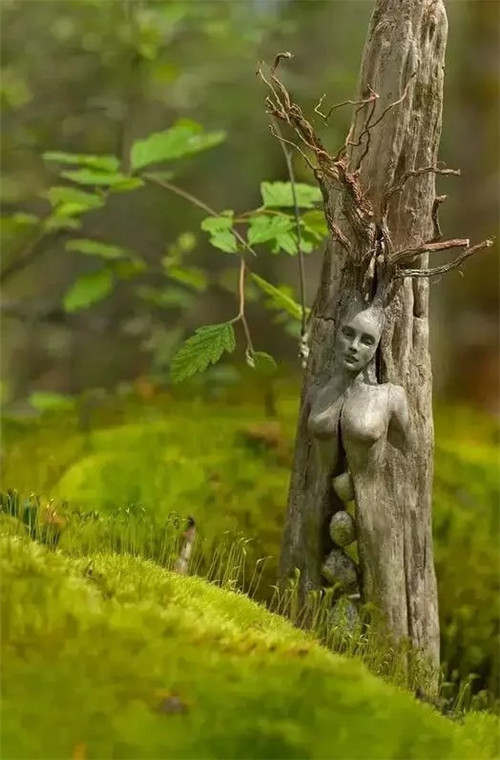 這些千年古樹，都是寶物啊