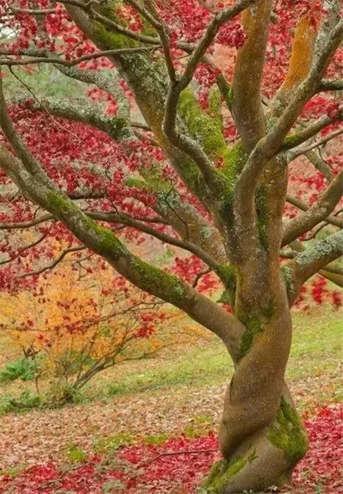這些千年古樹，都是寶物啊