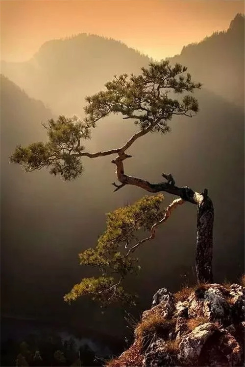 這些千年古樹，都是寶物啊