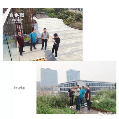 意景園林總部屋頂花園吸引“海綿”愛好者