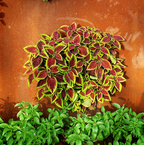 園冶杯專業獎:第十一屆中國園博會上海慧園