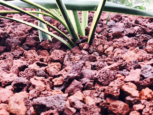 園冶杯專業獎:第十一屆中國園博會上海慧園