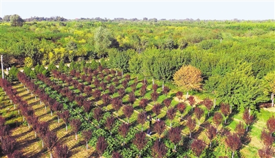 河北定州:苗木成生態富民主導產業