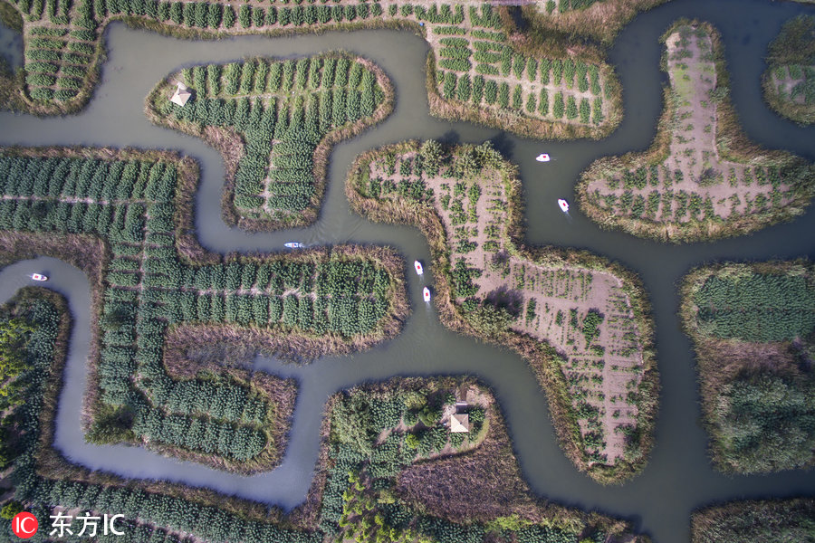 江蘇鎮(zhèn)江巨型“濕地迷宮”讓游客留連忘返