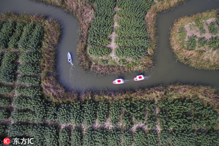 江蘇鎮(zhèn)江巨型“濕地迷宮”讓游客留連忘返