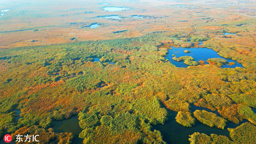 航拍新疆博斯騰湖濕地 秋色美得這么任性!