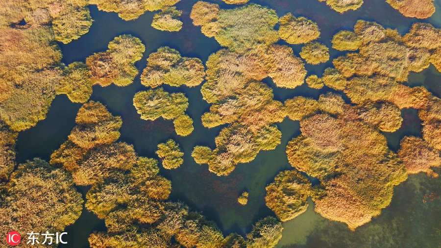 航拍新疆博斯騰湖濕地 秋色美得這么任性!