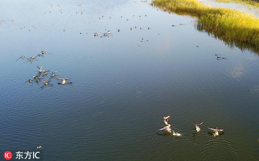 航拍新疆博斯騰湖濕地 秋色美得這么任性!