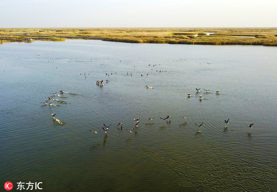 航拍新疆博斯騰湖濕地 秋色美得這么任性!