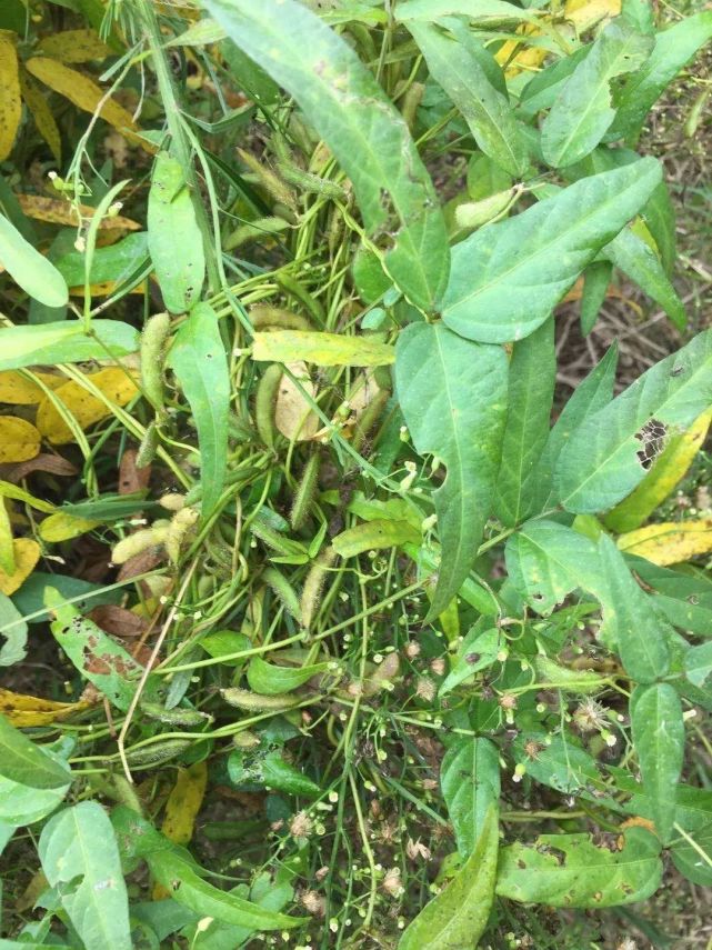 孟津黃河濕地發現屬漸危物種野生大豆 