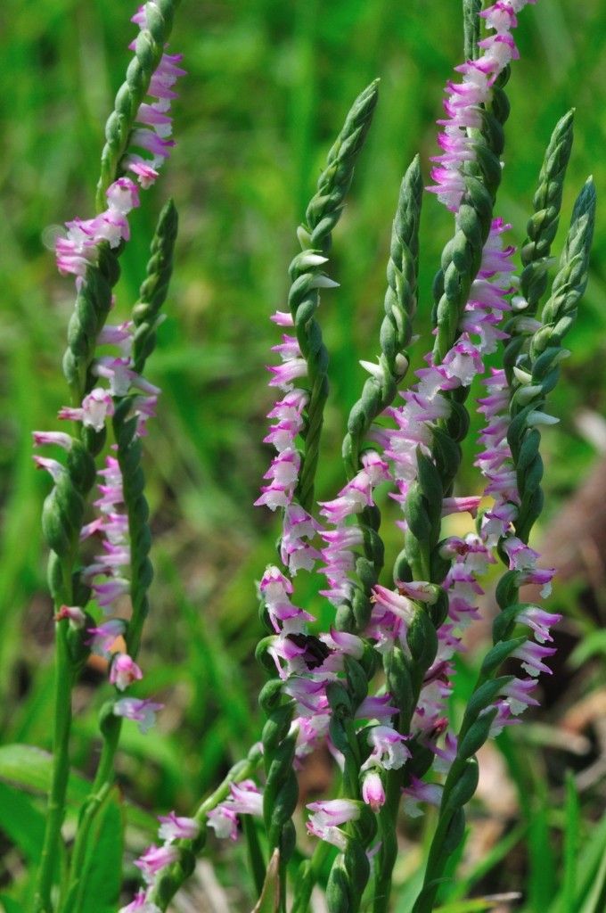 看到這個雜草千萬不要砍,是瀕危野生植物