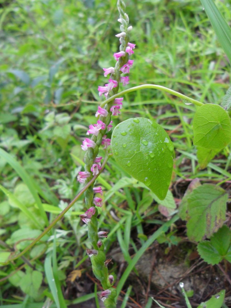 看到這個雜草千萬不要砍,是瀕危野生植物