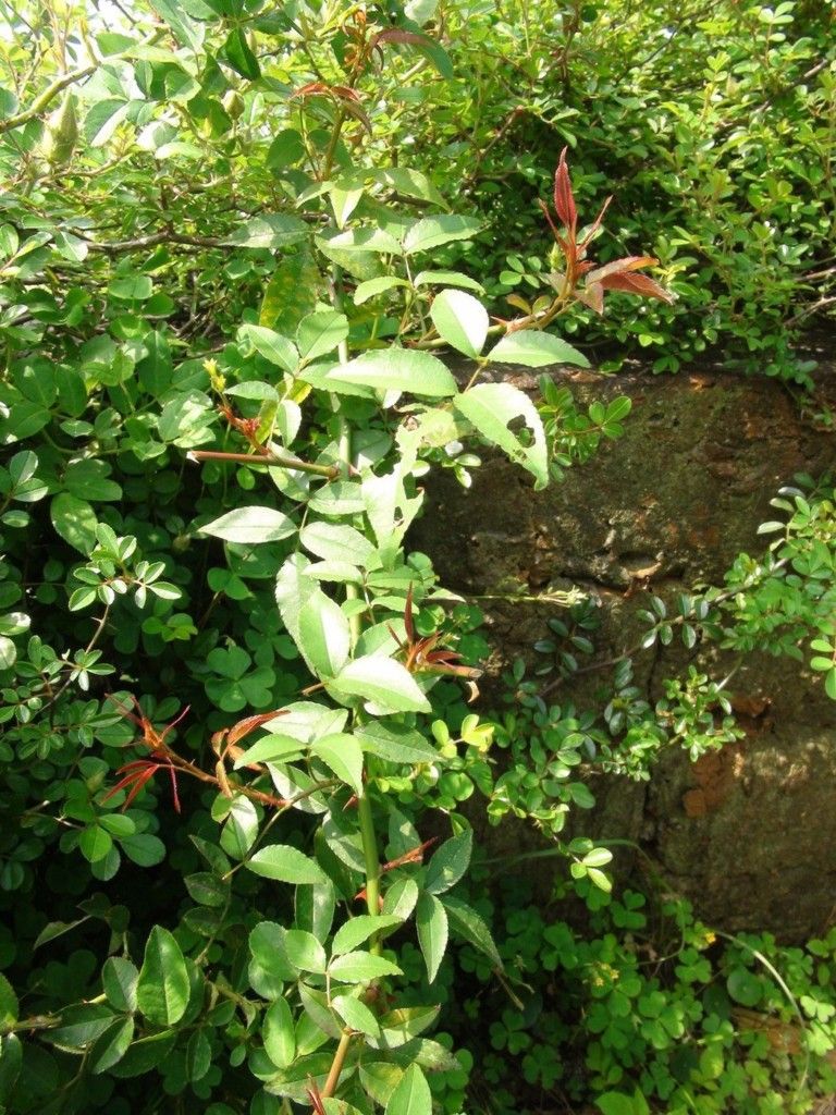 看到這個雜草千萬不要砍,是瀕危野生植物