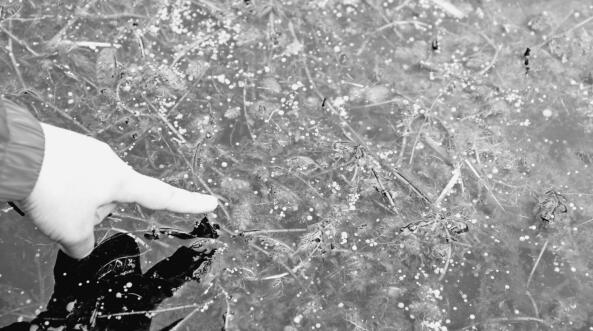 七星河保護區發現世界瀕危植物貉藻