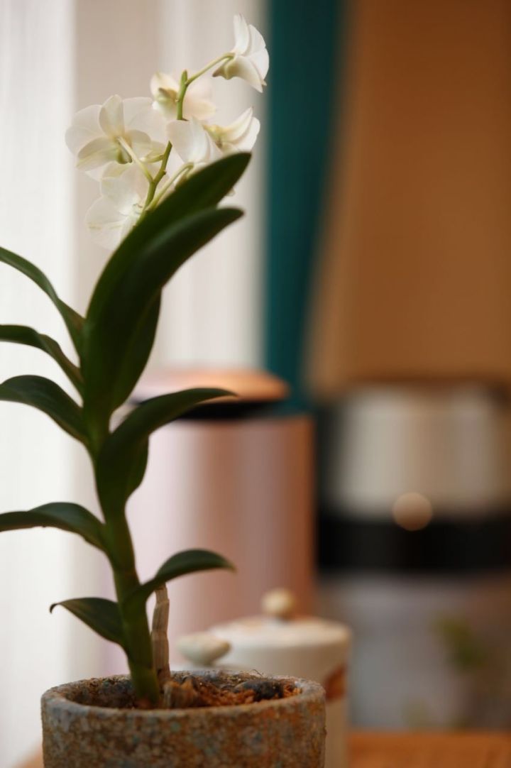 Mufeeling花藝私廚大計劃: 北京四合院篇