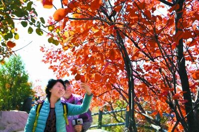 金秋北京11處園林景區宜賞紅