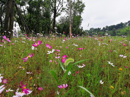 園冶杯專業獎:梅溪湖路西延線道路景觀設計