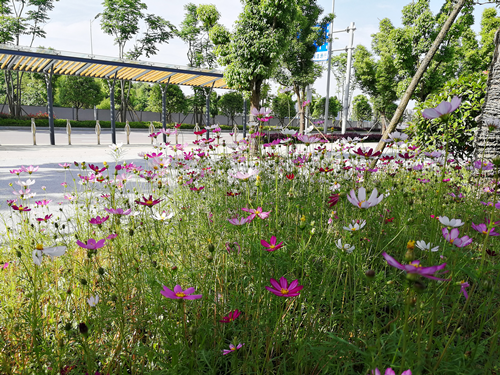 園冶杯專業獎:梅溪湖路西延線道路景觀設計