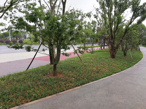 園冶杯專業獎:梅溪湖路西延線道路景觀設計