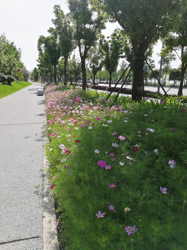 園冶杯專業獎:梅溪湖路西延線道路景觀設計